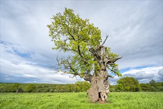 Meadow with old gnarled solitary English oak (Quercus robur) in spring