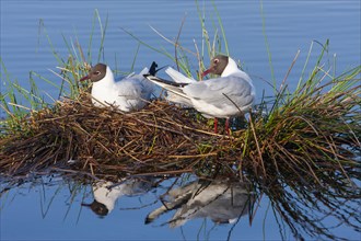 Black-headed gulls (Larus ridibundus) at the nest