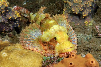 Bearded scorpionfish (Scorpaena barbatus) camouflages yellow in colour from coral reef