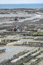 Oyster production in the mudflats