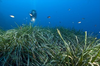 Diver looking at seagrass meadow in the Mediterranean Sea with Neptune Grass (Posidonia oceanica)