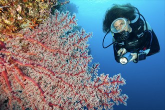 Diver looking at red Menella corall (Menella)