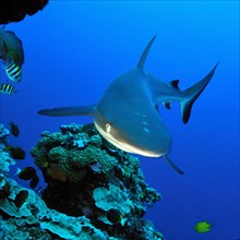 Grey reef shark hunting on coral reef wall