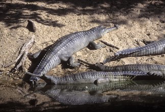 Gharial (Gavialis gangeticus) or Gavial Madras Crocodile Bank