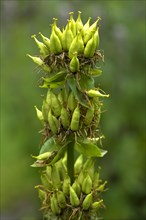 Seed stand of yellow Great yellow gentian (Gentiana lutea)
