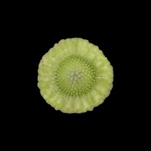 Pasque flower (Pulsatilla vulgaris)