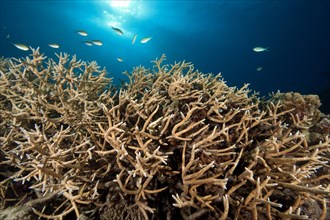 Dense branches of staghorn coral (Acropora cervicornis)