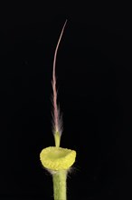 Pasque flower (Pulsatilla vulgaris)