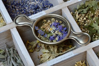 Various dried plants in wooden box with tea strainer