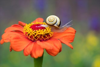 Snail (Cepaea) on flower of Zinnia (Zinnia elegans)