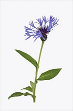 Perennial cornflower (Cyanus montanus)