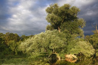 Willow tree in the evening light at an oxbow lake