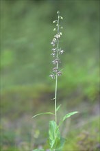 Broad-leaved marshwort