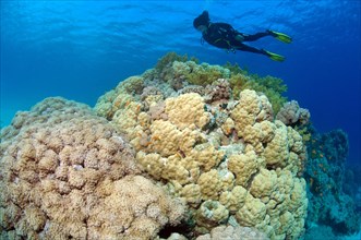 Diver looking at coral block with giant anthelia (Anthelia glauca) on the left