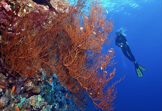 Diver looking at fan coral (Anella mollis) on steep wall of coral reef