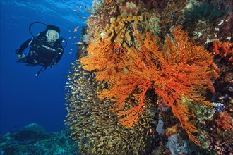 Diver looking at coral reef with Pigmy sweepers (Parapriacanthus ransonneti)