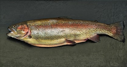 Rainbow trout (Salmo gairdneri) (Syn.: Parasalmo mykiss) farmed as salmon trout (S. irideus)