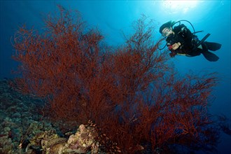 Diver looking at large black Bushy Black Coral (Antipathes Dichotoma)