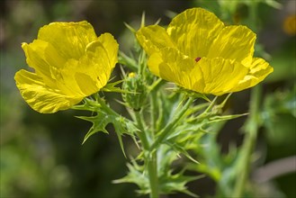 Flowers of the Mexican poppy (Argemone mexicana)