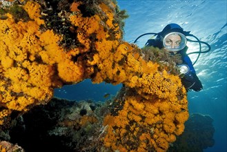 Diver looking at natural rock arch overgrown with Yellow cluster anemones (Parazoanthus axinellae)