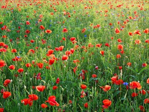 Poppy flowers (Papaver rhoeas) Poppy field in bloom