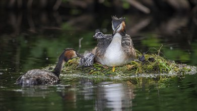 Great crested grebe (Podiceps cristatus) feeding offspring with a feather
