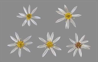 White wood aster (Eurybia divaricata)