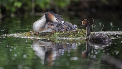 Great crested grebe (Podiceps cristatus) with chicks on the nest