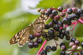 Speckled wood (Pararge aegeria) on elderberry
