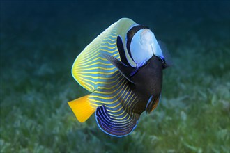 Emperor angelfish (Pomacanthus imperator) swimming over seagrass meadow