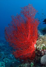 Red Sea fan (Gorgonacea)