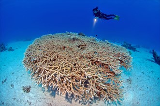 Diver looking at a colony of staghorn coral (Acropora microphthalma)