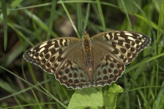 Silver washed fritillary (Argynnis paphia) with colour variant f.valesina sunning