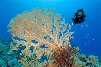 Diver looking at large Giant Sea Fan (Annella mollis) in coral reef