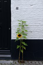 Flowering sunflower in front of a house wall