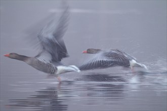 Greylag geese (Anser anser) in flight