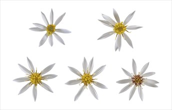 White wood aster (Eurybia divaricata)