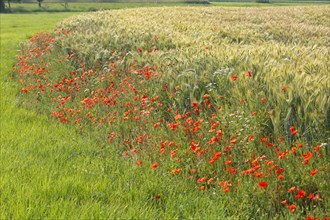 Cereal field with poppies