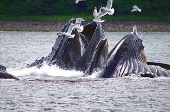 A group of humpback whales with their mouths wide open