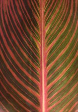 Leaf structure of a Canna (Canna)
