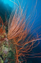 Horn coral Red whip coral (Ellisella ceratophyta)