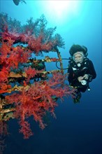 Diver looking at soft corals (Dendronephthya) on shipwreck Cedar Pride