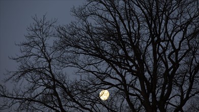 Full moon behind the branches of an old oak