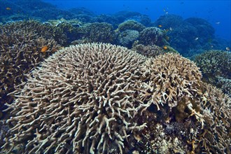 Large coral reef overgrown with small polyps (Acropora acuminata)