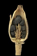 Common corncockle (Agrostemma githago)