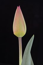 Tulip (Tulipa)