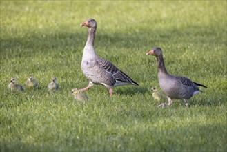 Greylag geese (Anser anser) lead their young across a meadow