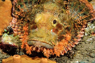 Head and spread pectoral fins of Bearded Scorpionfish (Scorpaena barbatus)