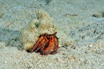 White spotted hermit crab (Dardanus megistos) carrying snail shell camouflaged with sand