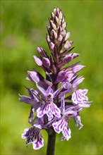 Flowering fox's Common spotted orchid (Dactylorhiza fuchsii)